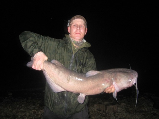 Channel Catfish