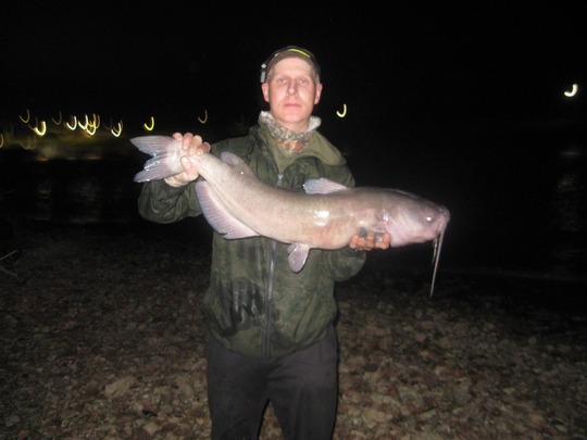 Channel Catfish