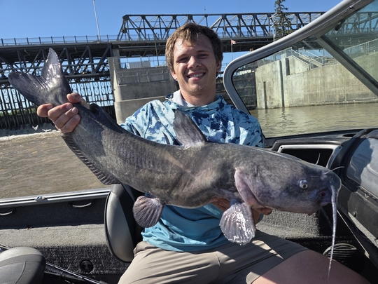 Channel Catfish