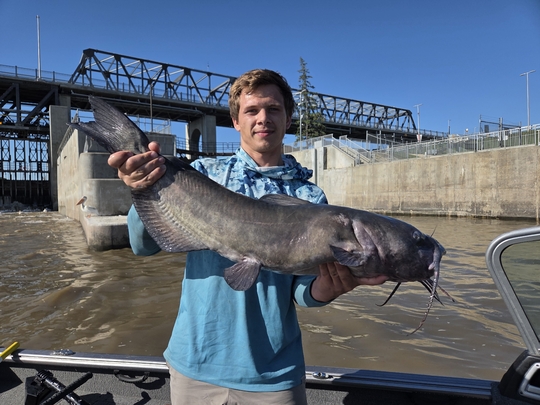Channel Catfish