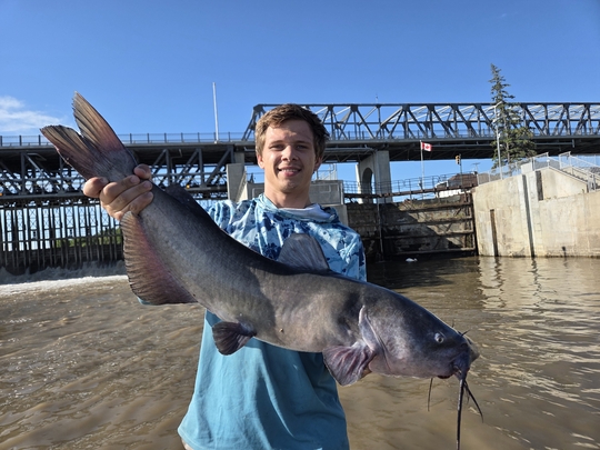 Channel Catfish