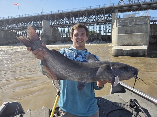 Channel Catfish