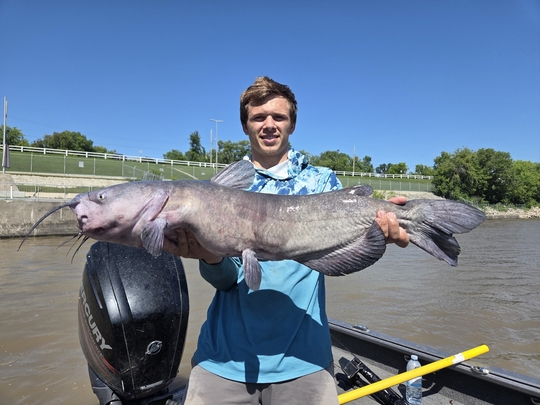 Channel Catfish