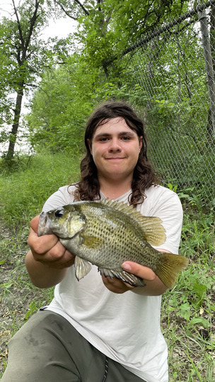 Rock Bass