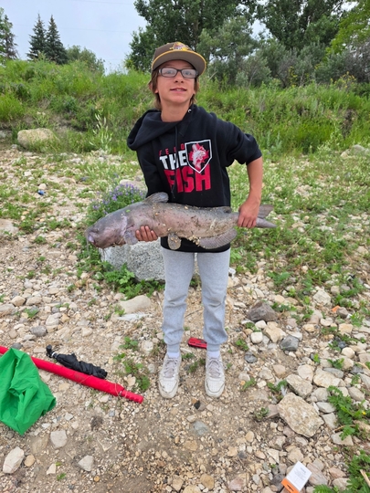 Channel Catfish
