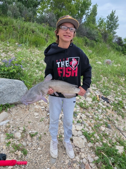 Channel Catfish
