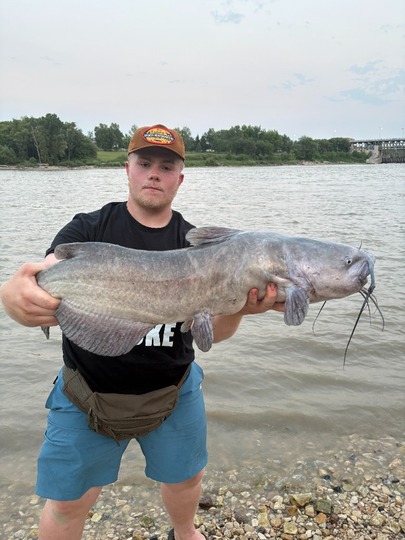 Channel Catfish