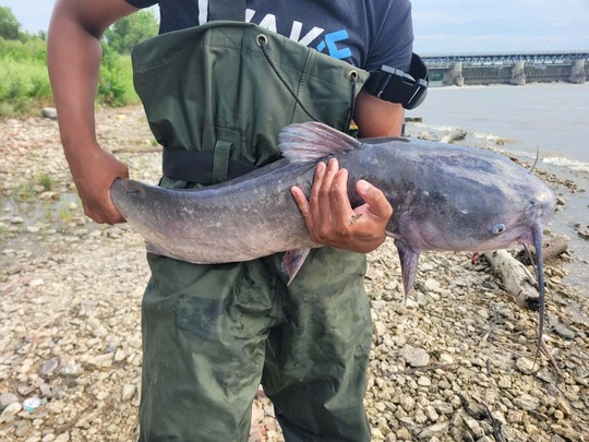 Channel Catfish