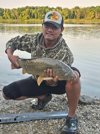 Common Carp