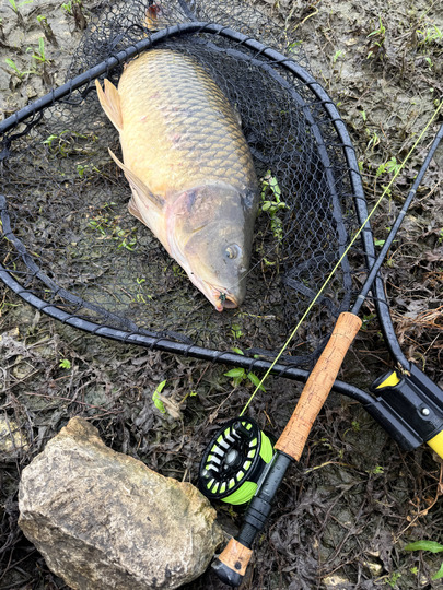 Common Carp