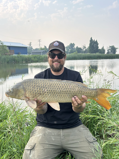 Common Carp