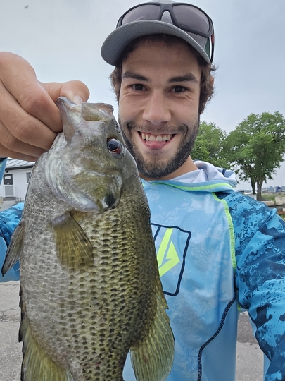 Rock Bass