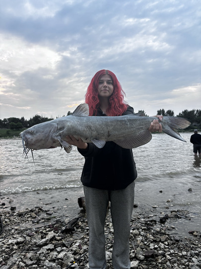 Channel Catfish