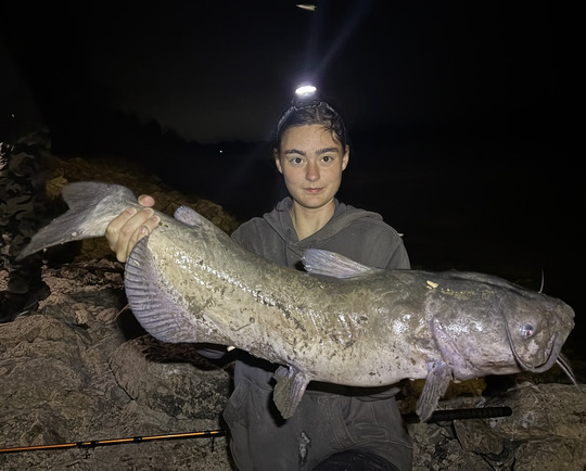 Channel Catfish