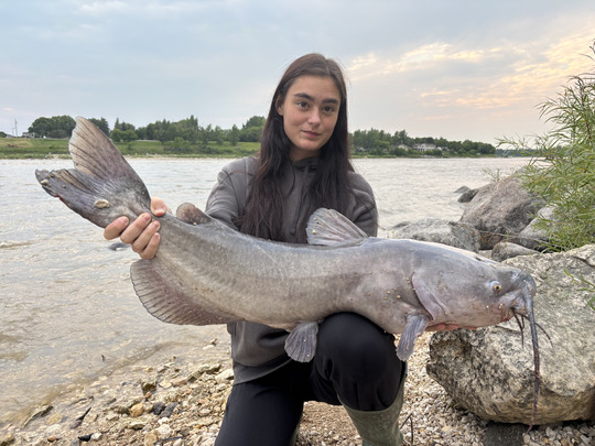 Channel Catfish