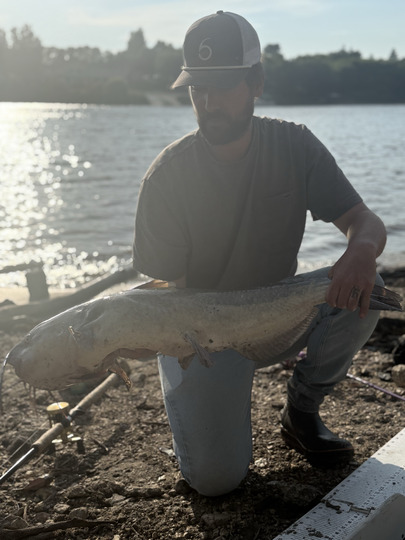 Channel Catfish