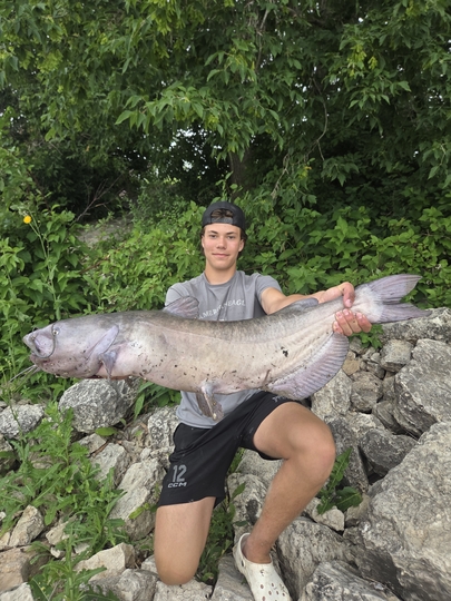 Channel Catfish