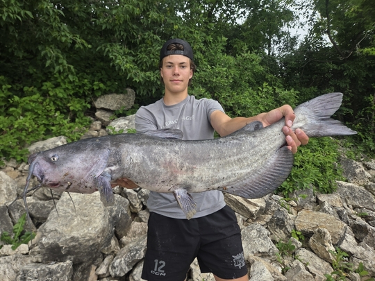 Channel Catfish