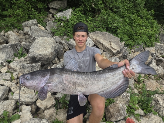 Channel Catfish