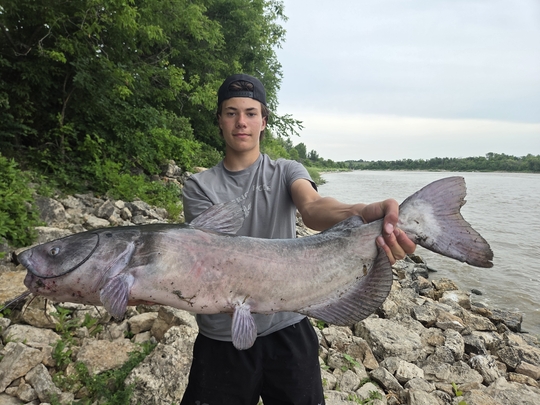 Channel Catfish