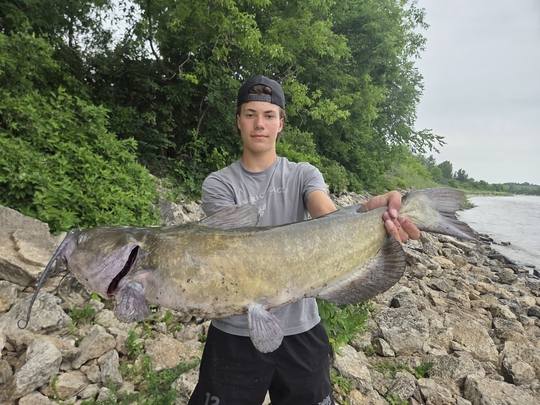 Channel Catfish