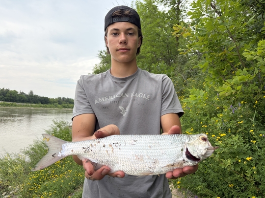 Goldeye