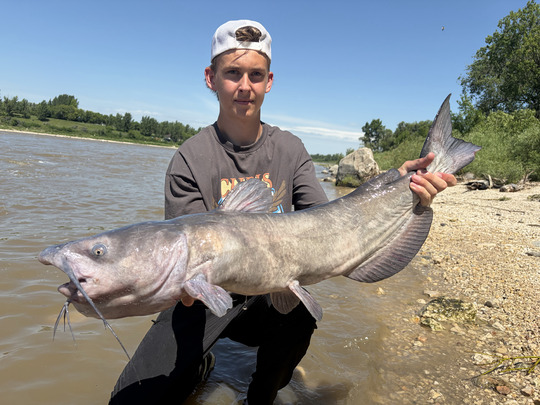 Channel Catfish