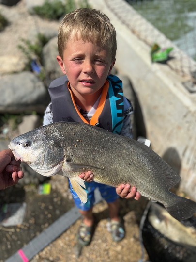 Freshwater Drum