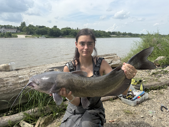 Channel Catfish