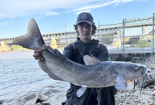 Channel Catfish