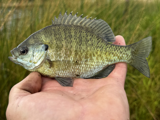 Sunfish