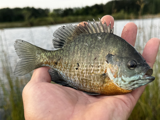 Sunfish