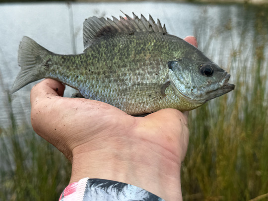 Sunfish