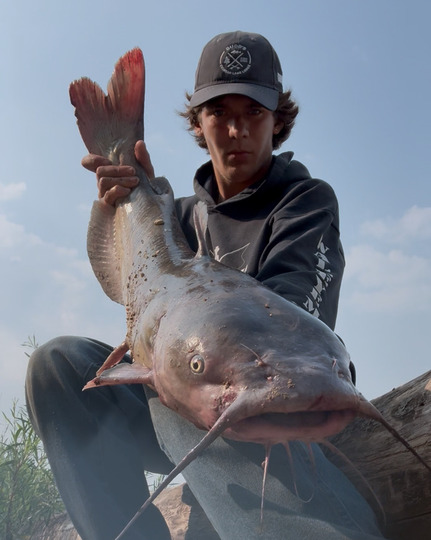 Channel Catfish