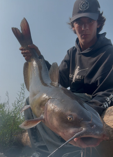 Channel Catfish