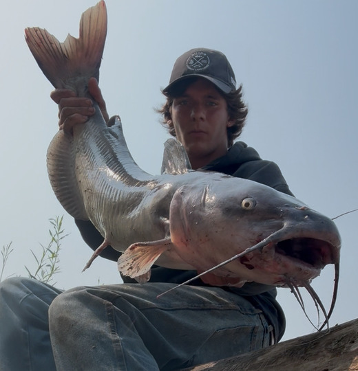Channel Catfish
