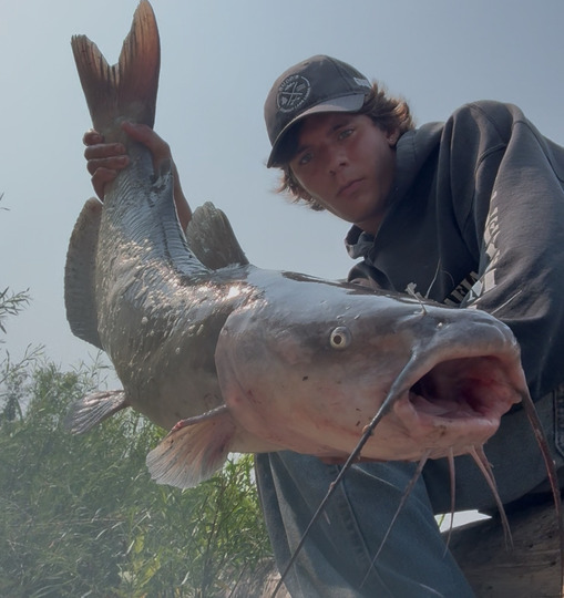 Channel Catfish