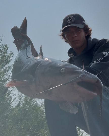 Channel Catfish