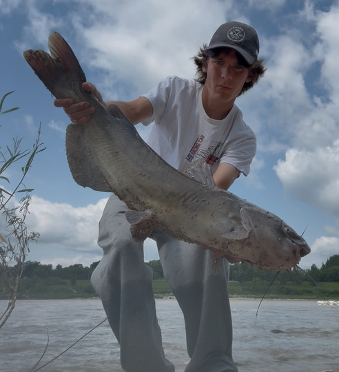 Channel Catfish