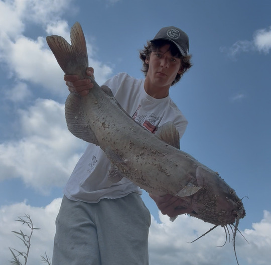 Channel Catfish