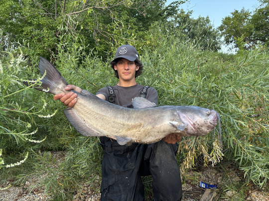 Channel Catfish