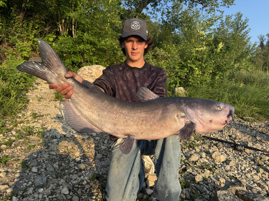 Channel Catfish
