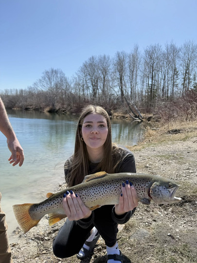 Brown Trout