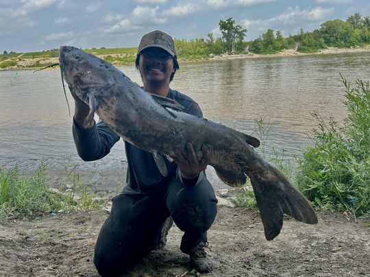 Channel Catfish