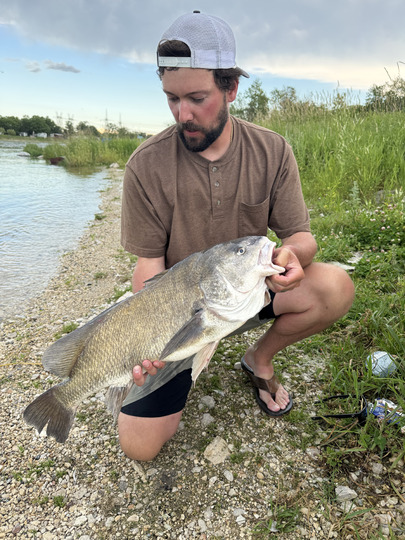 Freshwater Drum