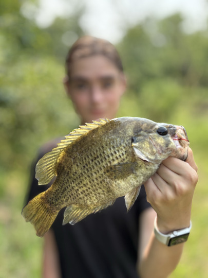 Rock Bass
