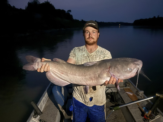 Channel Catfish