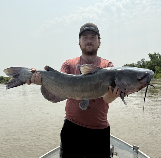 Channel Catfish