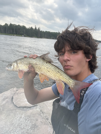 Sucker