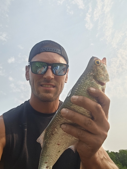 Goldeye